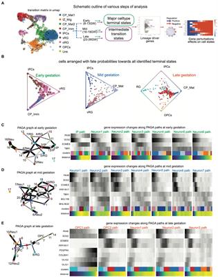 Transcriptional networks of transient cell states during human prefrontal cortex development